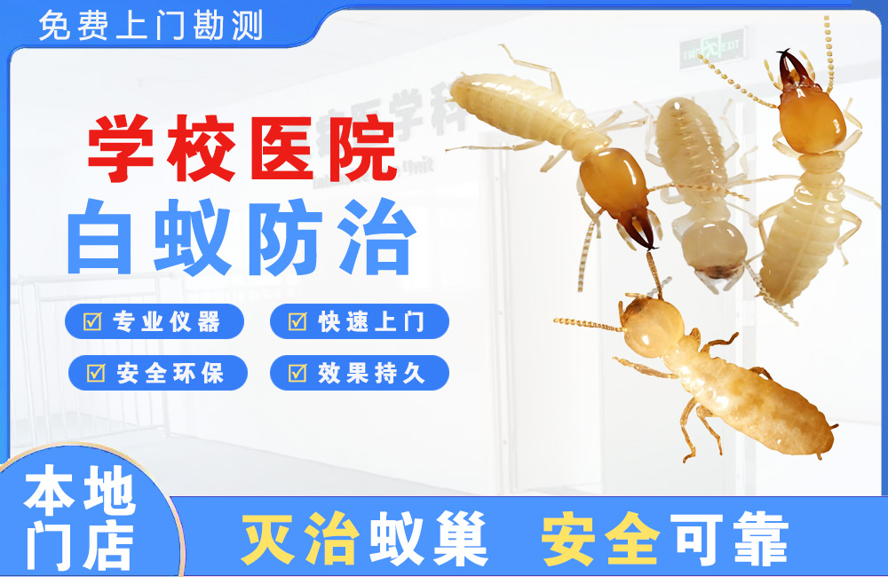 东台学校医院白蚁防治