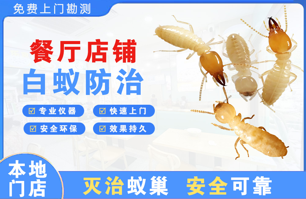 东台餐厅店铺白蚁防治